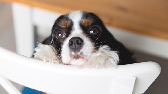Glaukom hos hund